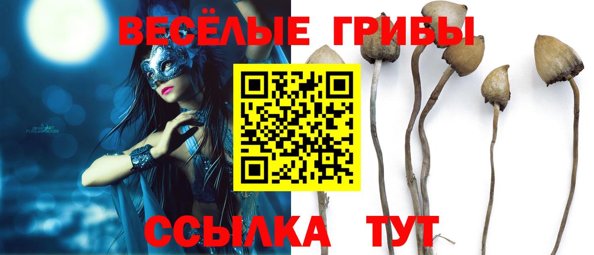 Псилоцибиновые грибы Psilocybine cubensis Минусинск
